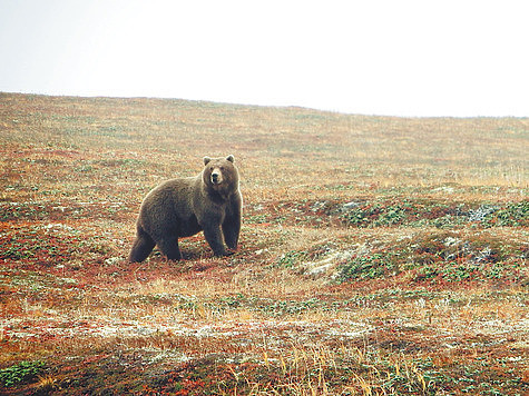 Изображение Опасные медведи: из леса можно не вернуться