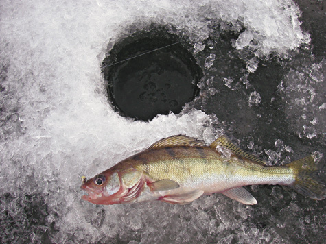 Изображение Варианты живцовой ловли в середине зимы