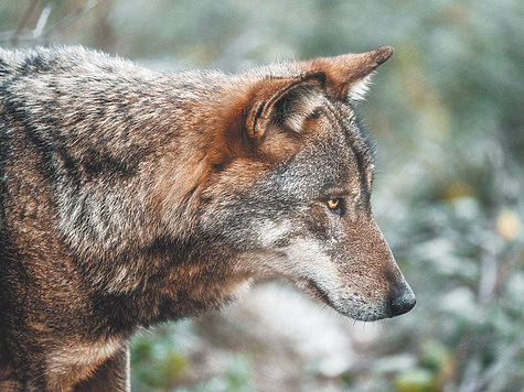 Изображение Штраф за добычу волка