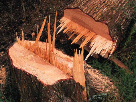 Изображение Заготовка дров 