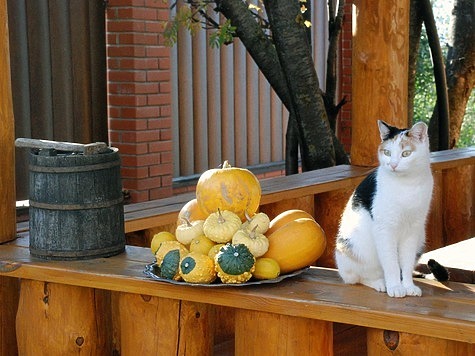 Изображение Бешеные кошки кусают жителей Воронежской области