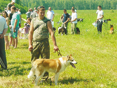 Изображение Выставка охотничьих собак в Калуге