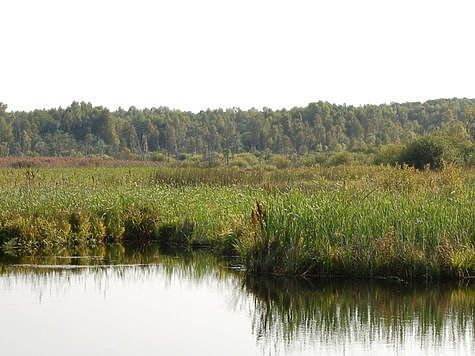 Изображение Долину реки и болота в Новгородской области признали памятником природы
