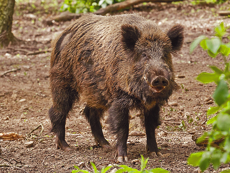 С ружьем и калькулятором