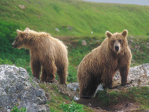 Изображение Камчатские медведи 