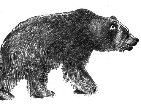 Изображение При расследовании кражи обнаружили тушу медведя