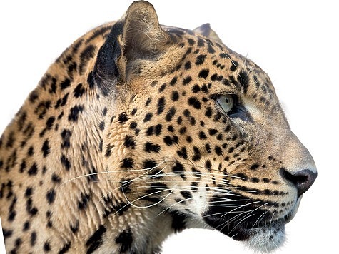 Изображение Вернется ли леопард на Кавказ?