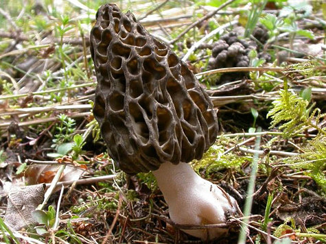 Изображение Ищем весенние грибы к столу