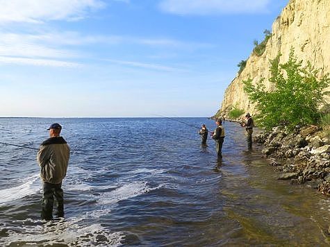 Изображение В Волгограде пошла селедка