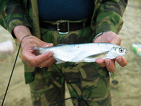 Изображение Астраханские рыбаки получат линейки для измерения пойманной рыбы