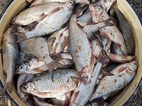 Изображение В Астрахани ловят белую рыбу