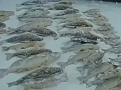 Изображение На Камском водохранилище поймали браконьеров с крупным уловом 