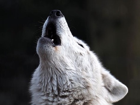 Изображение 25 тысяч рублей дадут за добытую самку волка