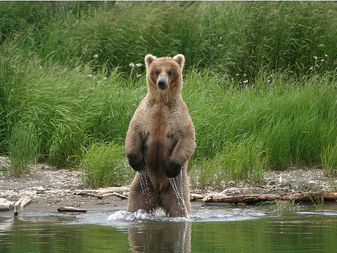 Изображение О следах бурого медведя