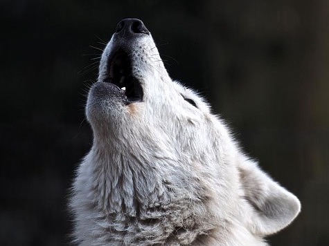 Изображение Удивительное открытие о дыхании волков