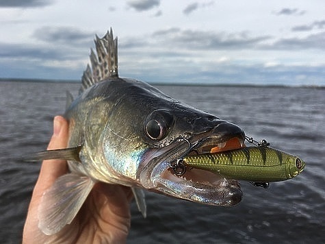 Изображение В Астрахани продолжается лето и клев рыбы