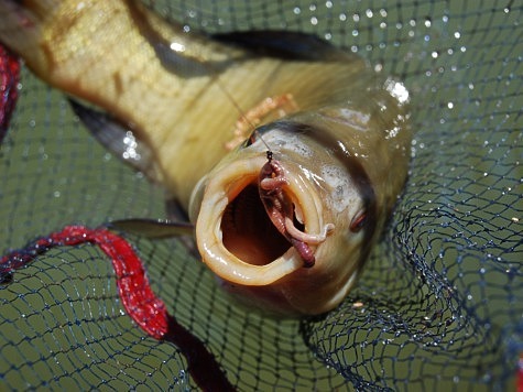 Изображение Линь - рыба серьезная рыба