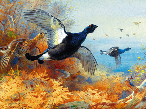 Изображение Осенняя охота на тетеревов с чучелами