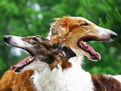 Изображение В Краснодарском крае прошли состязания борзых собак по зайцу-русаку