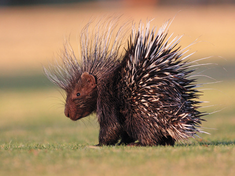 Quickwitter Silly animals, Animals beautiful, North american animals