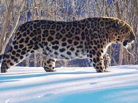 Изображение В Приморье усилили охрану тигров и леопардов