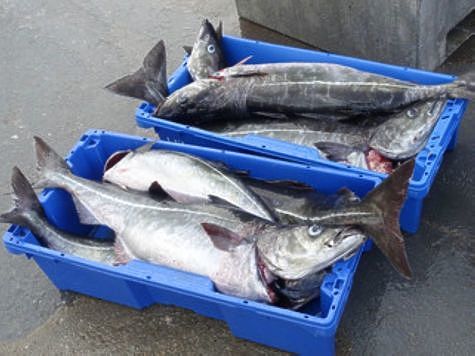 Изображение Затоваренный внутренний рыбный рынок ждет открытия границы с Китаем