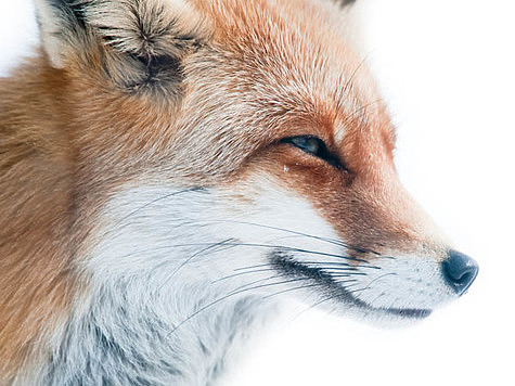 Изображение Лисы стали охотиться на деревьях