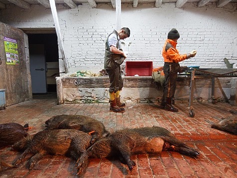 Изображение Продавцы мяса требуют разрешить в России охоту с вертолётов