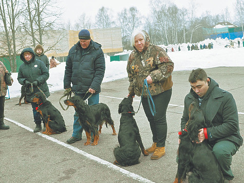 Изображение Прошла Дмитровская выставка охотничьих собак