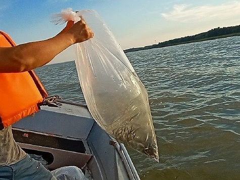 Изображение Балтийское море пополнилось очередной партией молоди сига