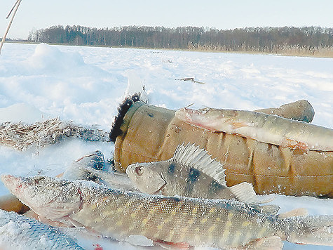 Изображение Нужда на мороз