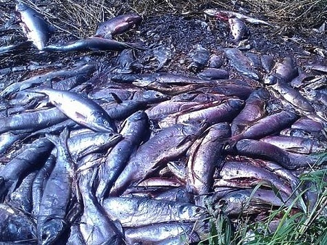 Изображение Полиция за сутки дважды пресекла незаконную добычу лосося 