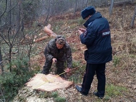 Изображение В Кабардино-Балкарии вырубили леса на 24 млн. рублей