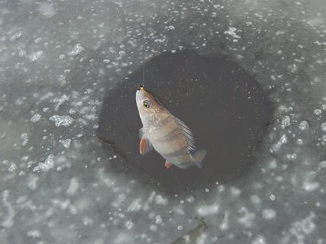 Изображение Московские рыболовы открыли сезон первого льда