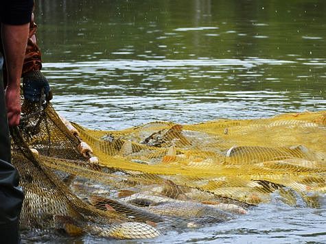 Изображение Сюжет в интернете о рыбалке стимулировал расследование