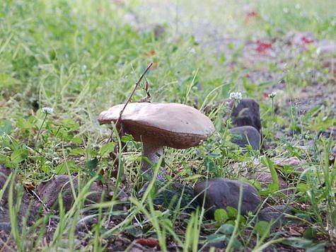 Изображение В Астрахани белуг собирают как грибы