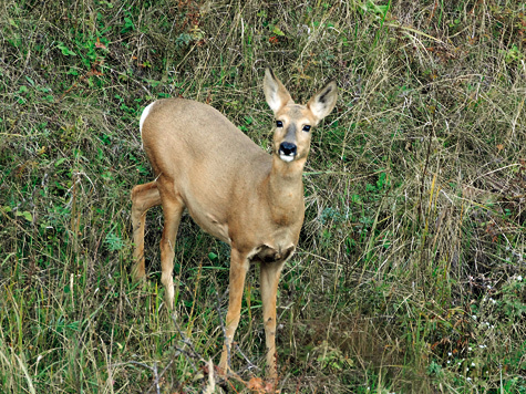 К вопросу о стратегии