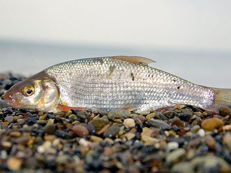 Изображение Поиск рыбца в горной реке