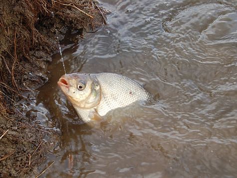 Ловля щуки в половодье на спиннинг в мутную воду