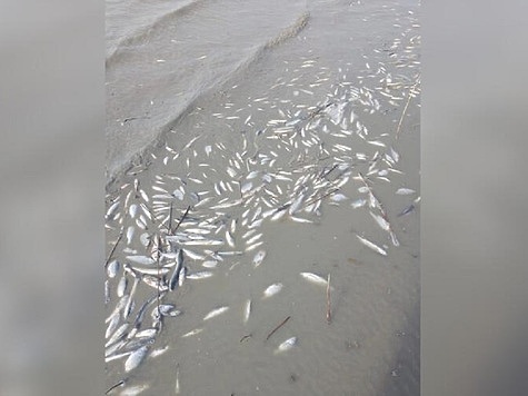 Изображение Произошел очередной замор рыбы на Кубани