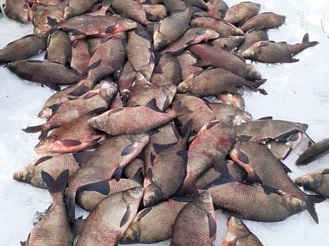 Изображение В Калининградском заливе поймали рыбодобытчика