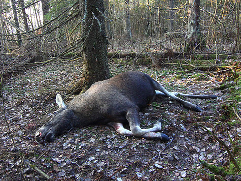 Изображение Три лося пали жертвами браконьеров