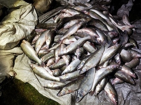 Изображение Какую рыбу ловят браконьеры в Куршском заливе