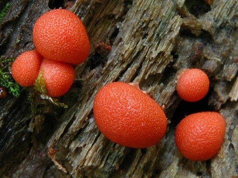 Изображение Минэкологии предупреждает: ползучий гриб лучше не трогать