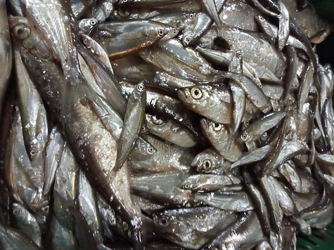 Изображение Ученые определяют запасы рыбы озера Ильмень
