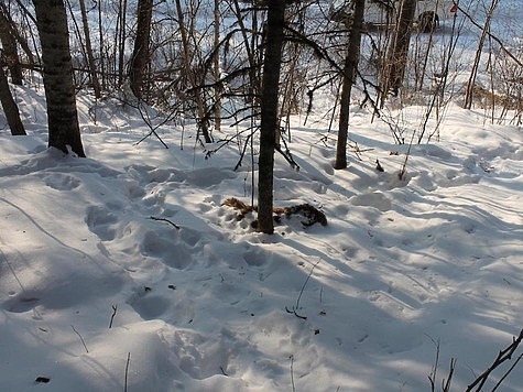 Изображение Возле лесной дороги нашли мёртвого тигрёнка