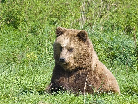 Изображение Медведи просыпаются в Карелии голодными и раздражительными