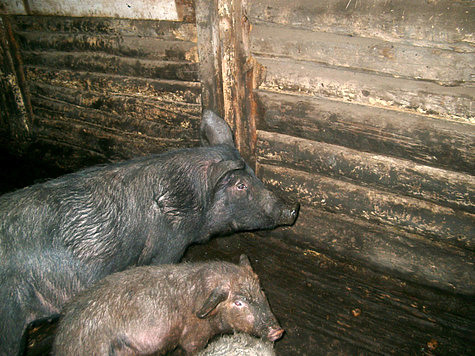 Изображение Орловским владельцам свиней выплатят компенсации из-за АЧС