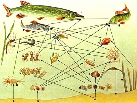 Изображение Роль паразитов в водных экосистемах