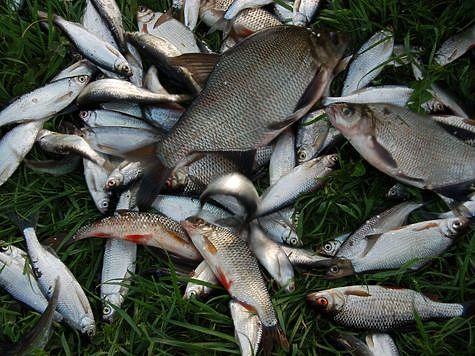 Изображение Татарстан радует рыбалками на хищника